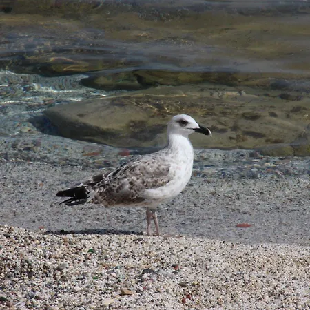 Hotel apartamentowy Sonia Hersonissos (Crete)