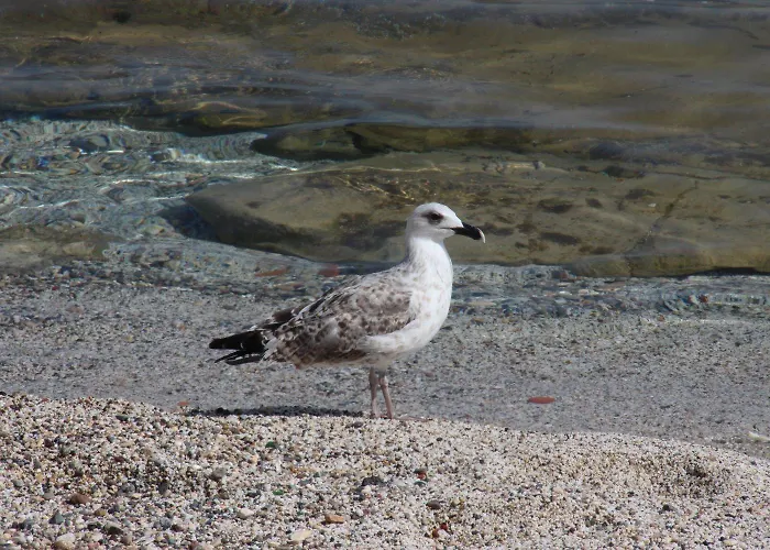 Aparthotel Sonia Chersonissos